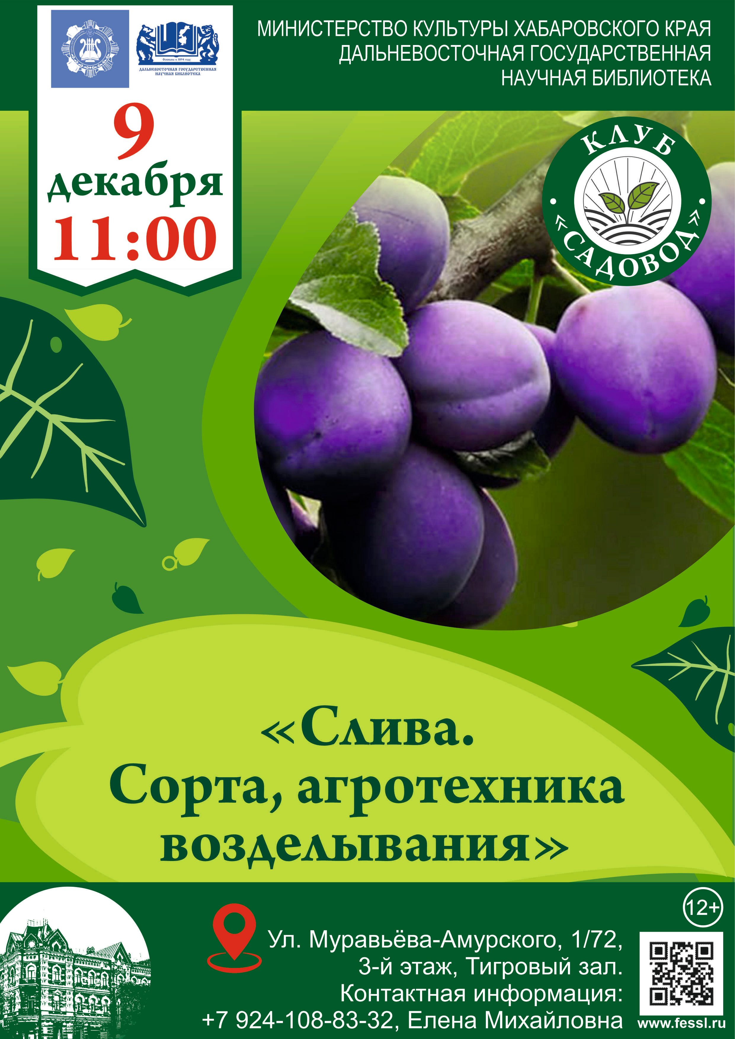 Клуб « Садовод»: Всё о сливах: хорошие сорта, секреты урожайности и ухода.